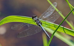 Celithemis verna