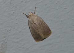 Caradrina gilva