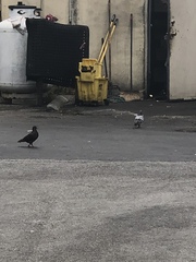 Columba livia domestica