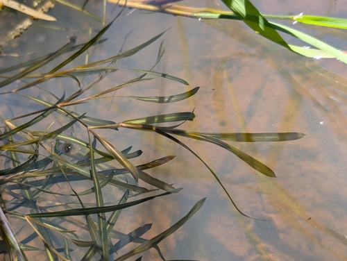 Sharp-leaved pondweed (Potamogeton acutifolius)