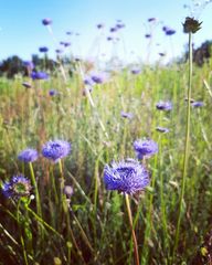 Jasione