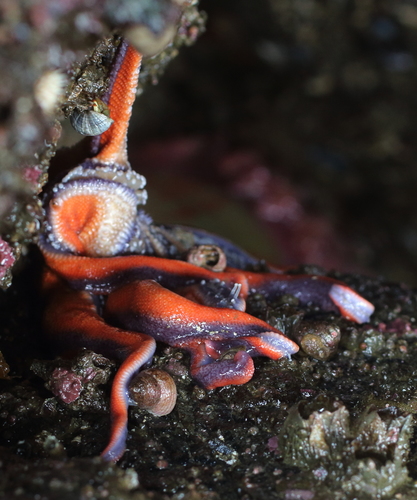 Solaster stimpsoni