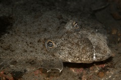 Bastard Halibut photo 5