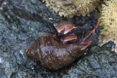 Elassochirus tenuimanus