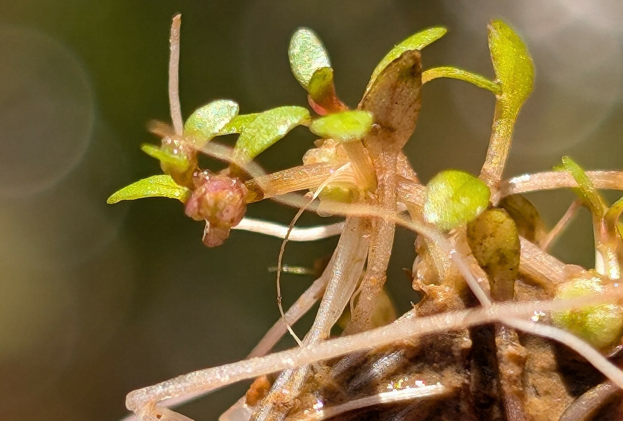 Imagem de Pimenta-d'água