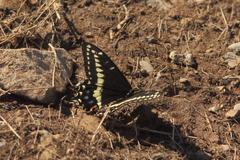 Papilio indra