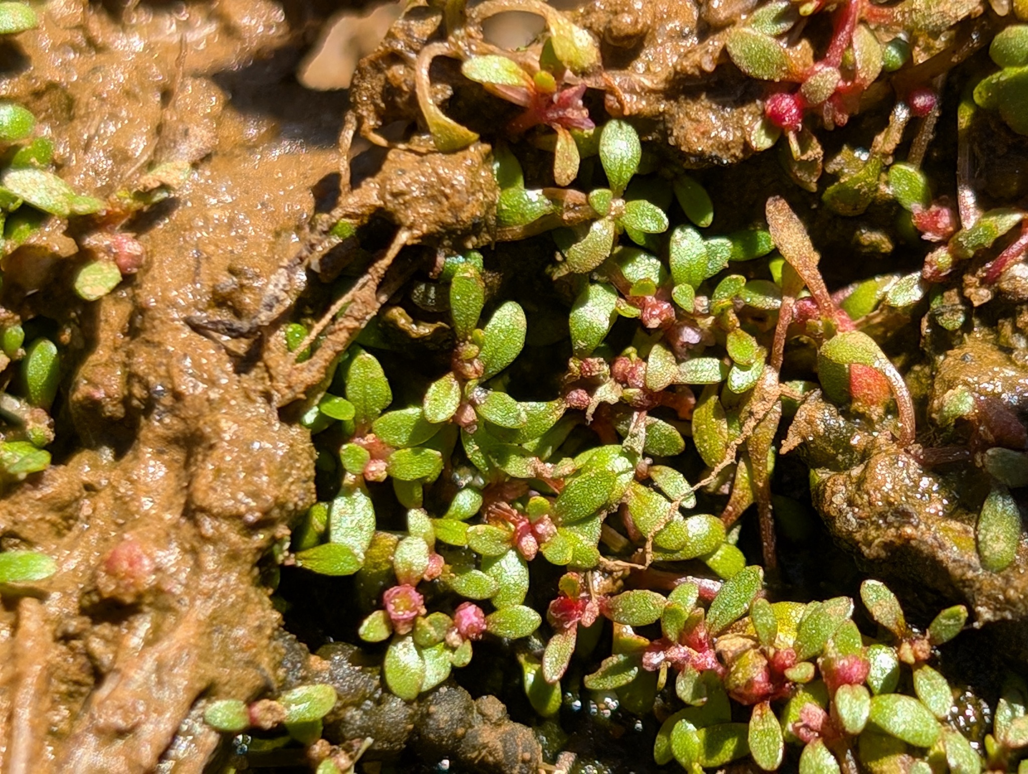 Imagem de Pimenta-d'água