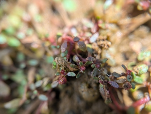 Foto de Pimenta-d'água