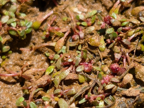 Foto de Pimenta-d'água