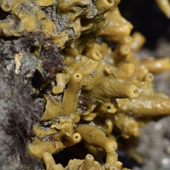 Halichondria bowerbanki