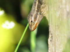 Sceloporus variabilis marmoratus