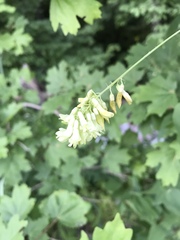 Vicia pisiformis