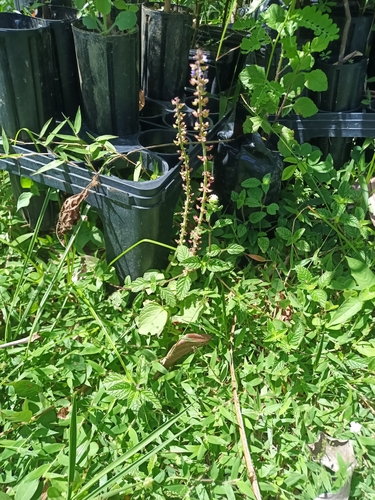 Coleus monostachyus, photograph 2