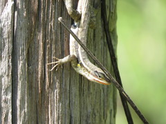 Sceloporus variabilis marmoratus