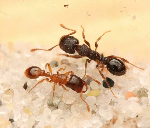 Strongylognathus testaceusStrongylognathus testaceus