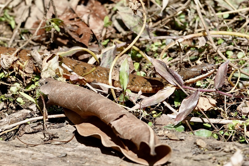 Sarasin's Keelback