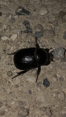 Pentodon bidens punctatus