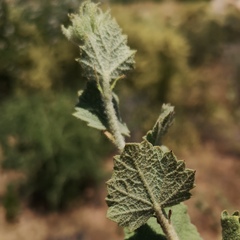 Malacothamnus marrubioides