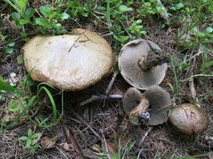 Suillus elbensis