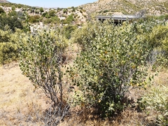 Malacothamnus marrubioides