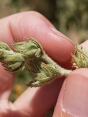 Malacothamnus marrubioides