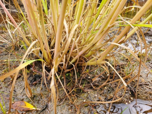 american slough grass