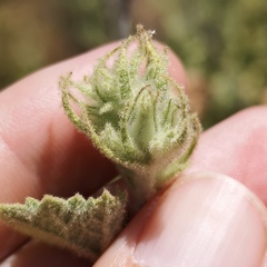 Malacothamnus marrubioides