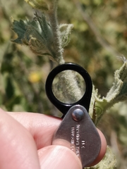 Malacothamnus marrubioides