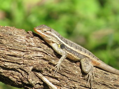 Sceloporus variabilis marmoratus