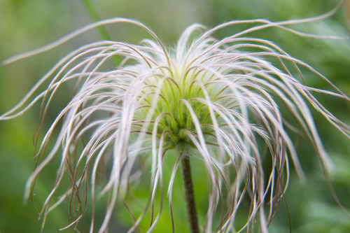 hairy clematis