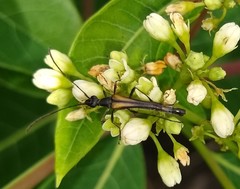 Strangalia acuminata