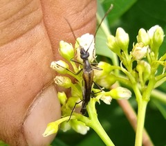 Strangalia acuminata