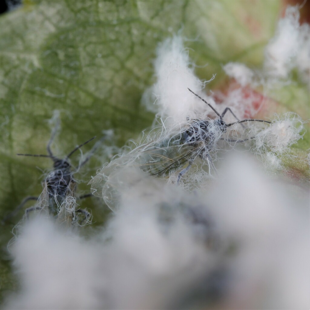 Aphid