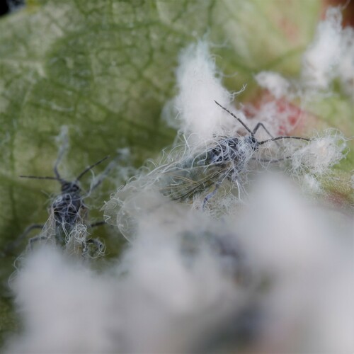 Aphid