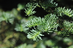 Abies procera
