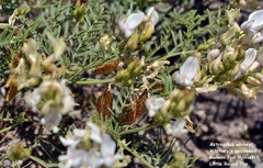 Astragalus whitneyi