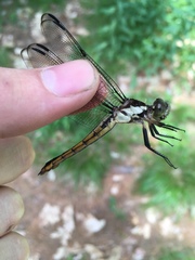 Libellula incesta