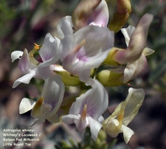Astragalus whitneyi