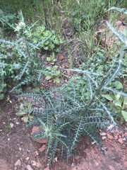 Cirsium arizonicum