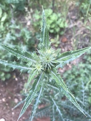 Cirsium arizonicum