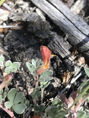 Acmispon argyraeus argyraeus