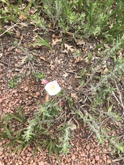 Oenothera albicaulis