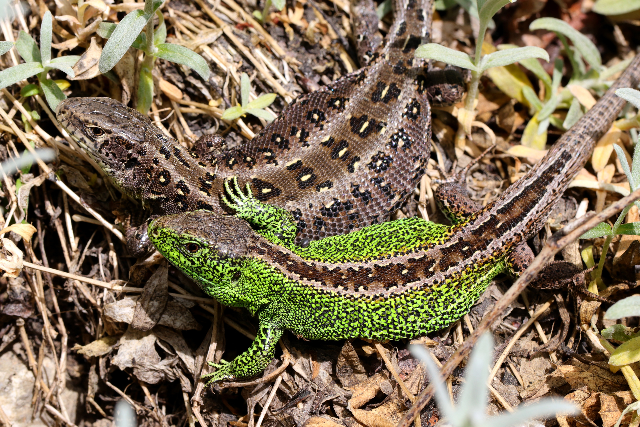 Sand Lizard (Lacerta agilis) · iNaturalist