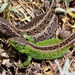Sand Lizard - Photo (c) frankielee91, some rights reserved (CC BY-NC), uploaded by frankielee91
