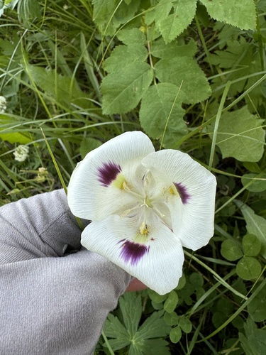 Image of Calochortus eurycarpus by (c) Kenzie Anderson-Bell, some rights reserved (CC BY)