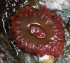 Aulactinia