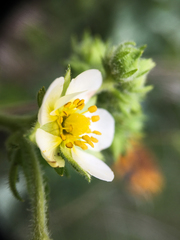 Drymocallis convallaria