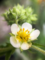 Drymocallis convallaria