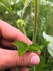 Drymocallis convallaria