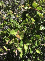 Rhus aromatica simplicifolia